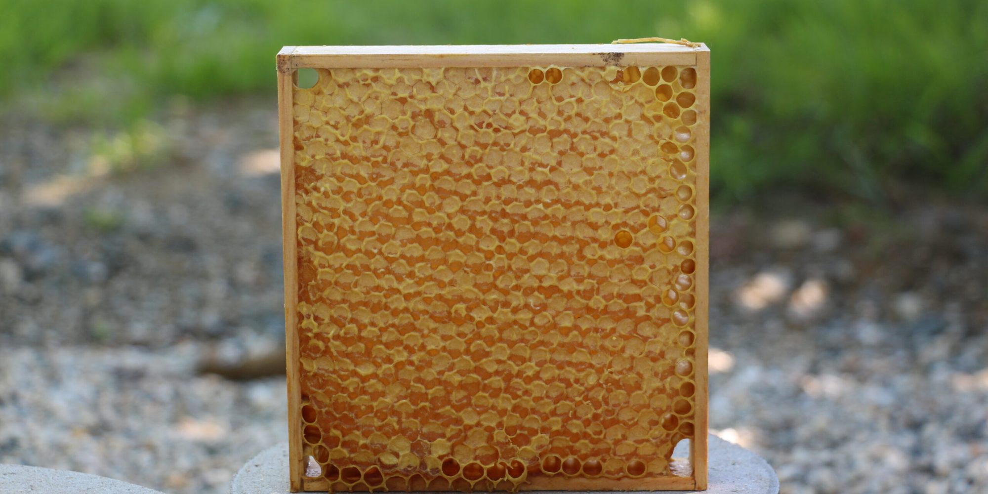 Wabenhonig aus der Südsteiermark – Ein Naturgenuss der besonderen Art - Freizeitimker Arno Zitz