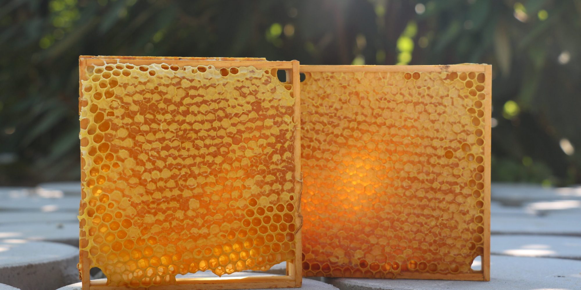 Wabenhonig aus der Südsteiermark – Ein Naturgenuss der besonderen Art - Freizeitimker Arno Zitz
