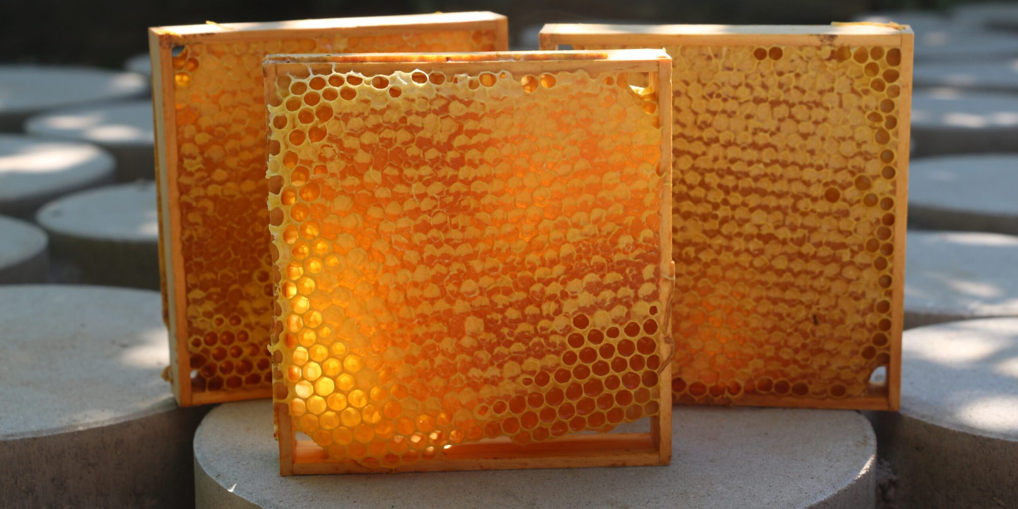 Wabenhonig aus der Südsteiermark – Ein Naturgenuss der besonderen Art - Freizeitimker Arno Zitz