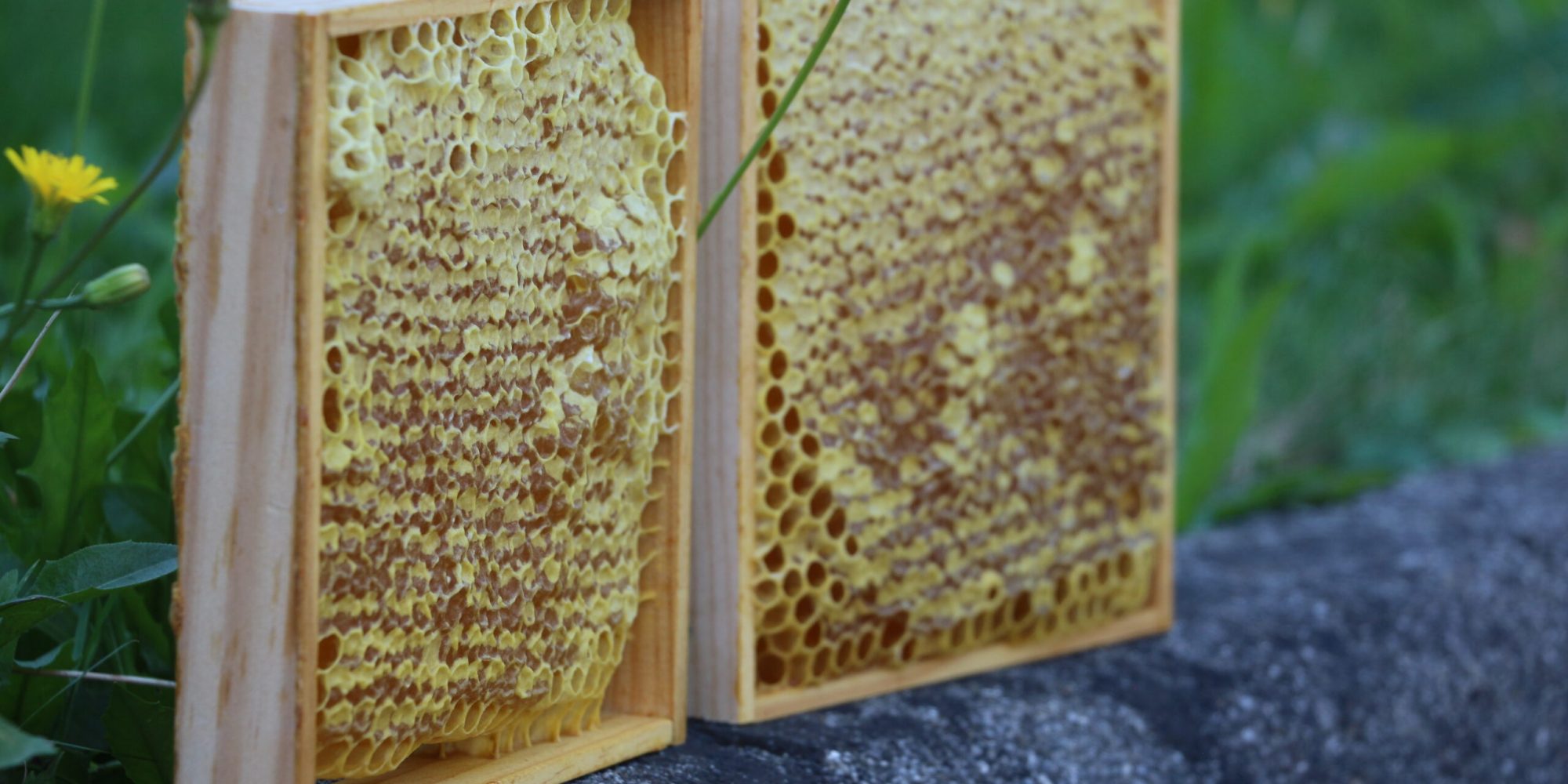 Wabenhonig aus der Südsteiermark – Ein Naturgenuss der besonderen Art - Freizeitimker Arno Zitz